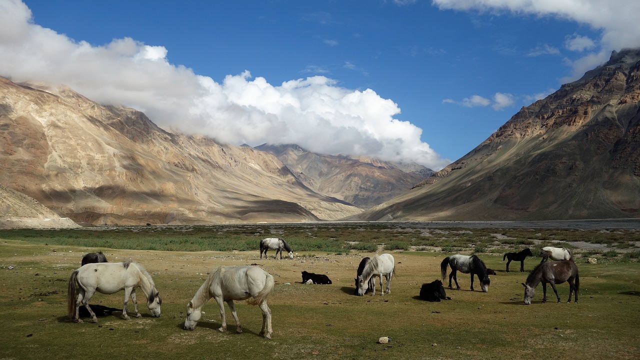 himachal, spiti, horses-3647248.jpg