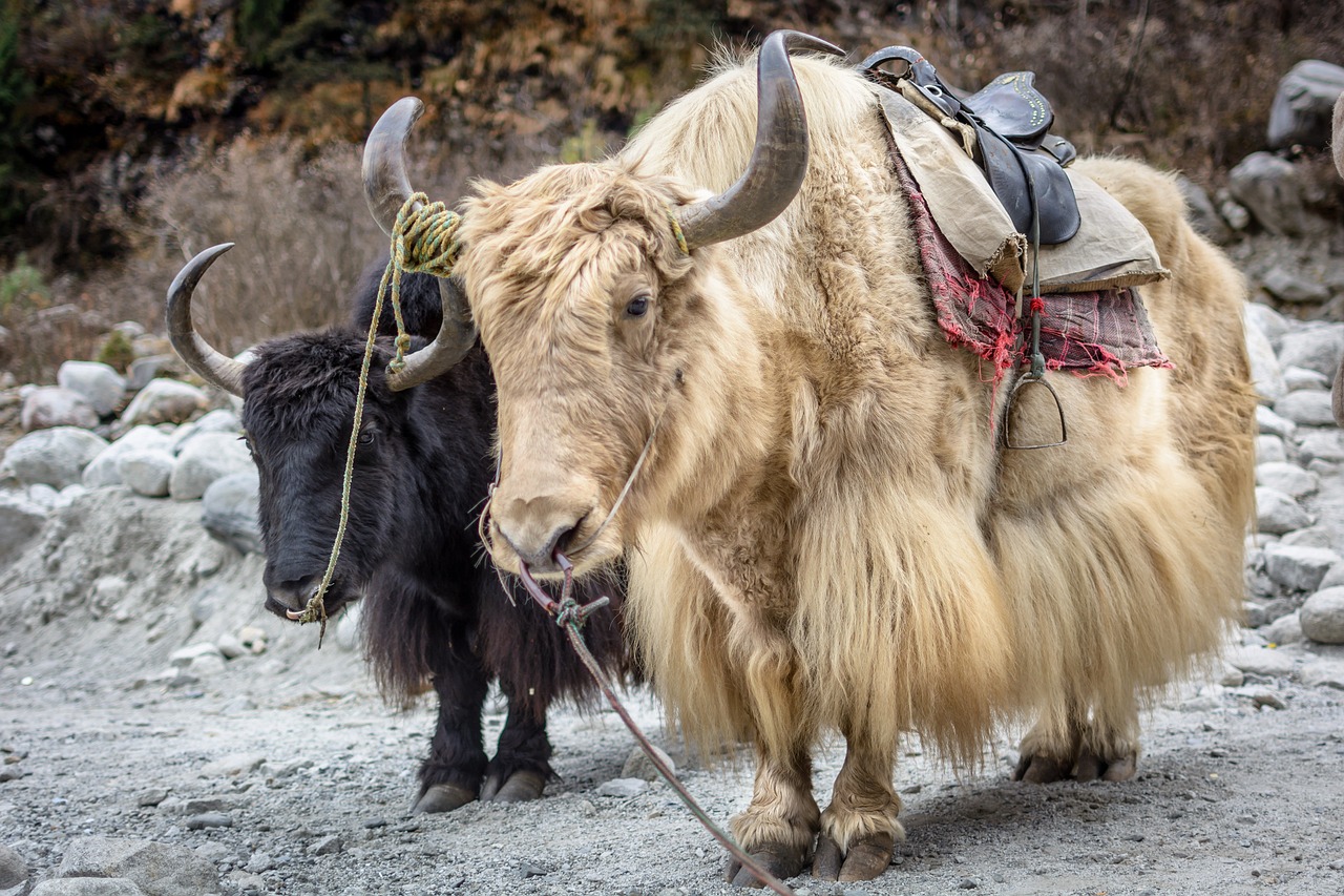 manali-yak pic