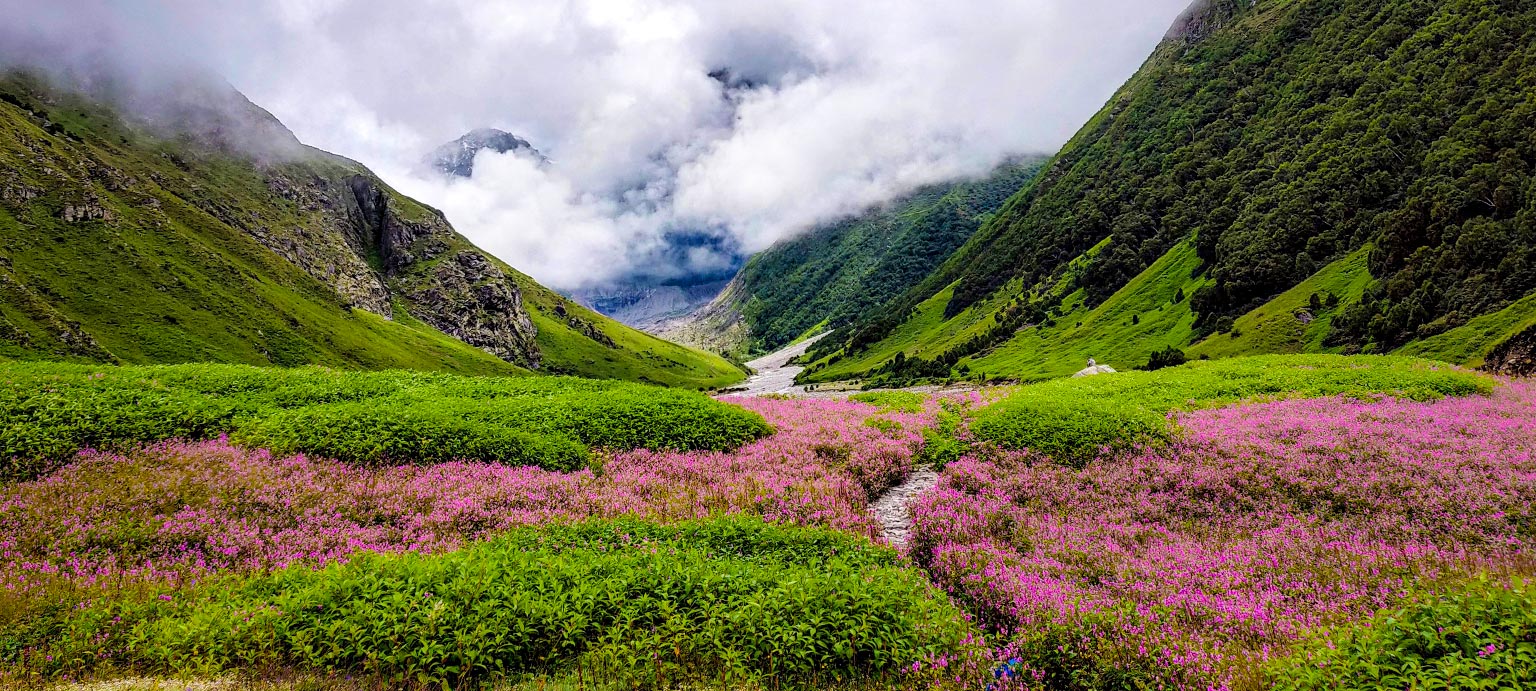 valley of flower mohitbangari