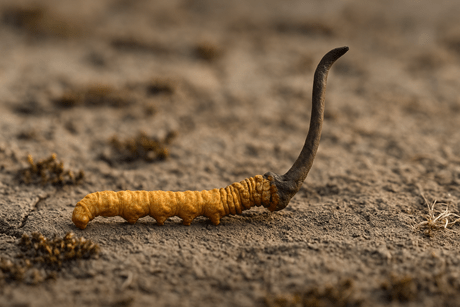 Yarsagumba (Keeda Jadi): The Mysterious Himalayan Herb Worth More Than Gold
