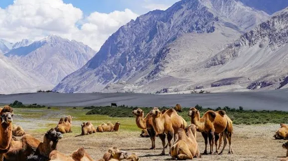 Nubra Valley - Best Places to Visit in December