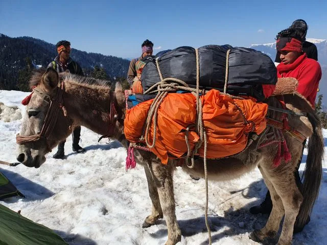 Travelers prepare a mule with supplies for a snow-covered mountain trek.